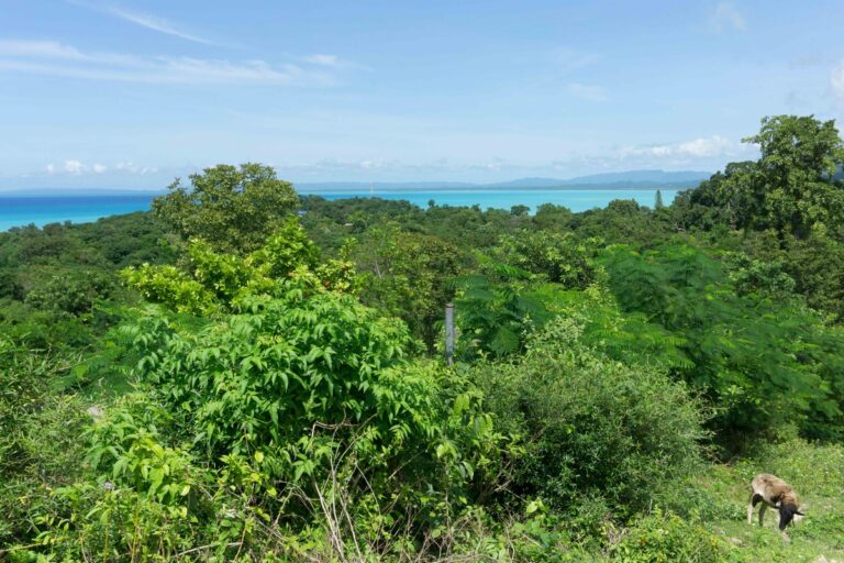 view of green hills and turquoise sea at bluefields organic farm jamaica